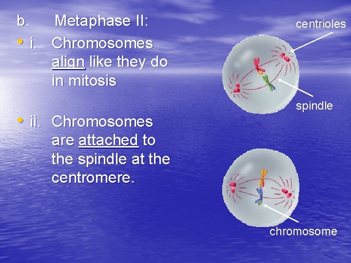 b. Metaphase II: • i. Chromosomes align like they do in mitosis • ii.