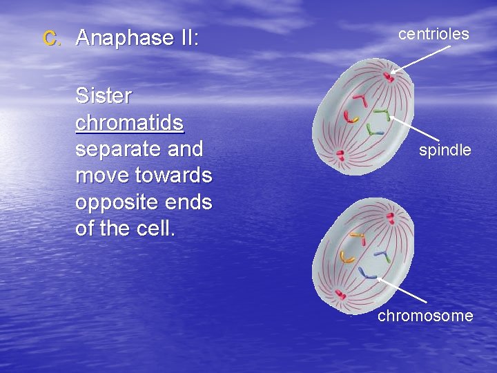 c. Anaphase II: Sister chromatids separate and move towards opposite ends of the cell.