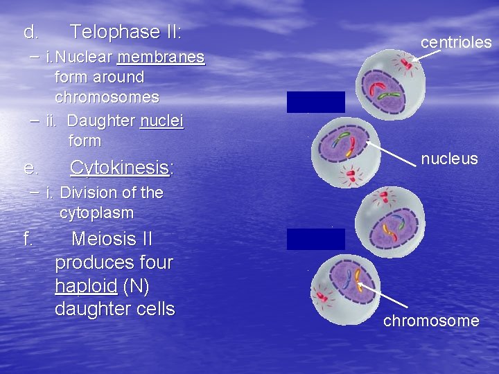 d. Telophase II: – i. Nuclear membranes form around chromosomes – ii. Daughter nuclei