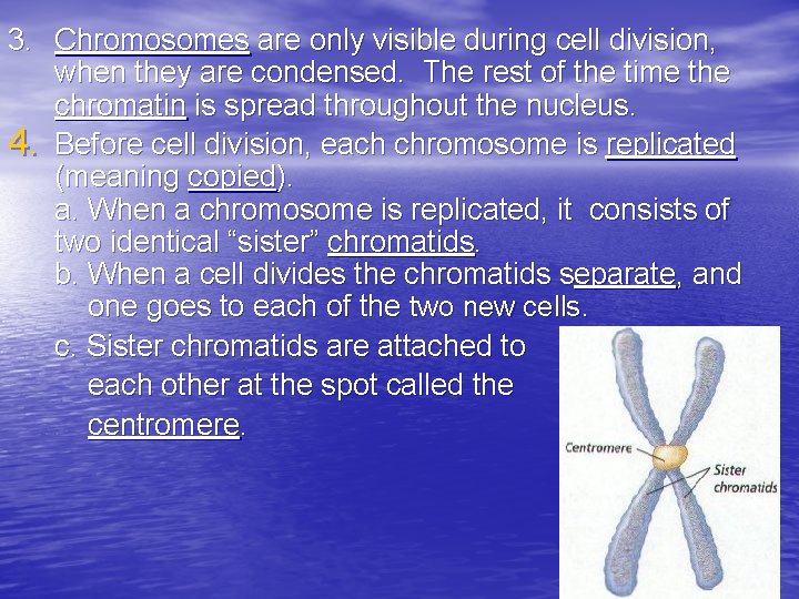 3. Chromosomes are only visible during cell division, when they are condensed. The rest