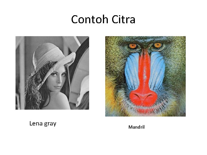 Contoh Citra Lena gray Mandril 