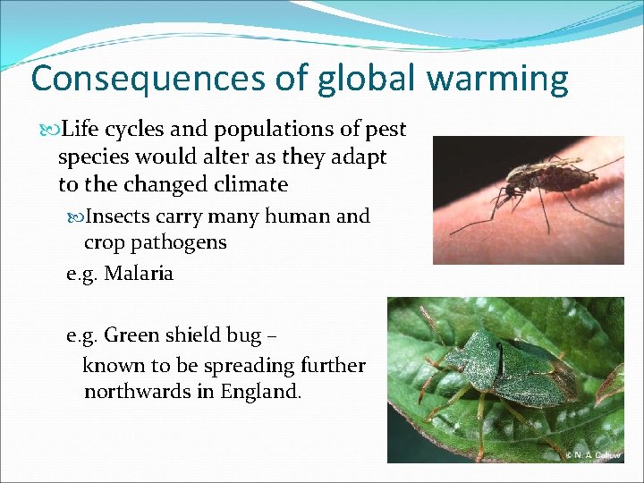 Consequences of global warming Life cycles and populations of pest species would alter as