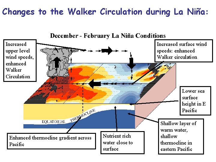 Changes to the Walker Circulation during La Niña: Increased upper level wind speeds, enhanced