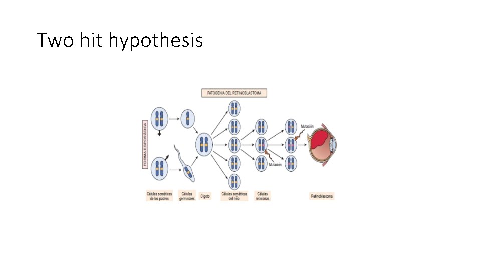 Two hit hypothesis 
