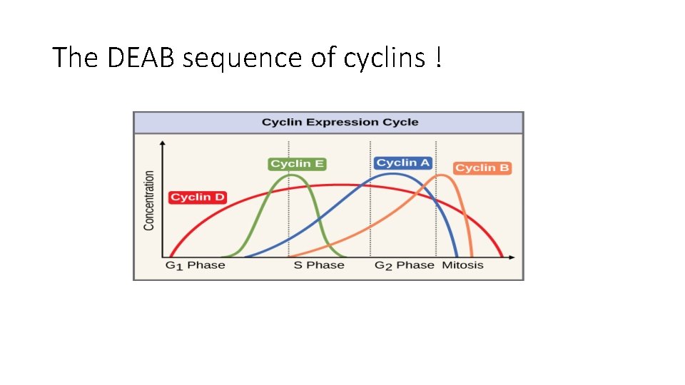 The DEAB sequence of cyclins ! 