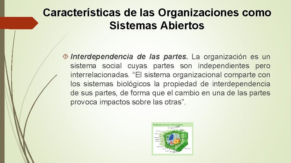 Características de las Organizaciones como Sistemas Abiertos Interdependencia de las partes. La organización es
