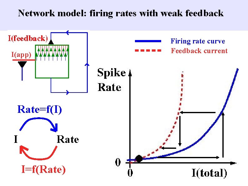 Network model: firing rates with weak feedback Firing rate curve Feedback current I(app) Rate=f(I)