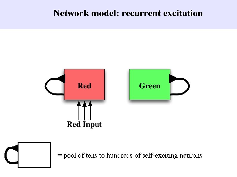 Network model: recurrent excitation = pool of tens to hundreds of self-exciting neurons 