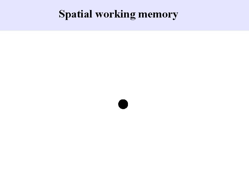 Spatial working memory 