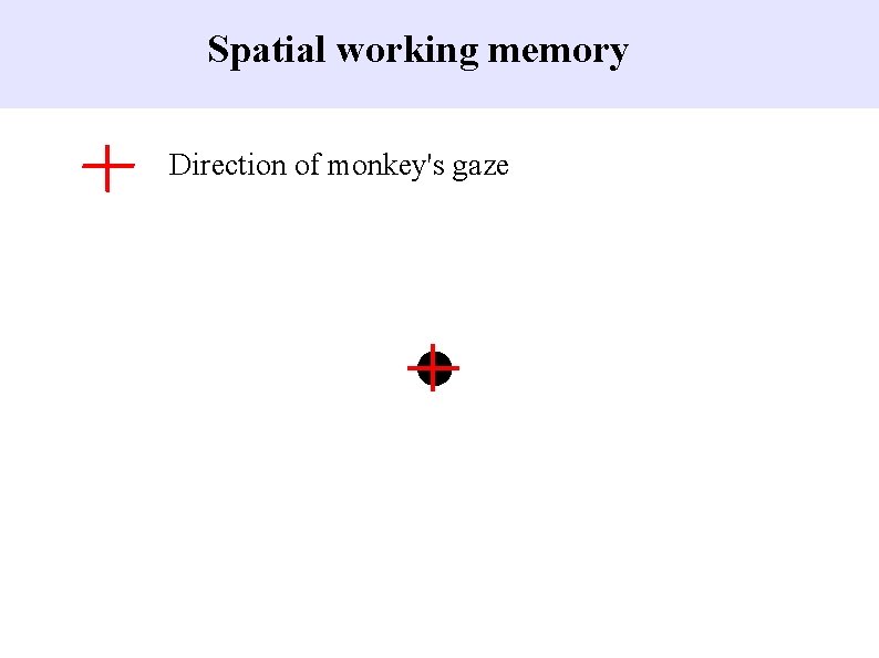 Spatial working memory Direction of monkey's gaze 