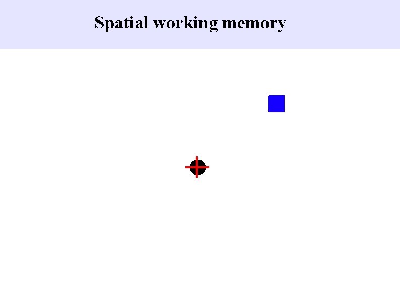 Spatial working memory 