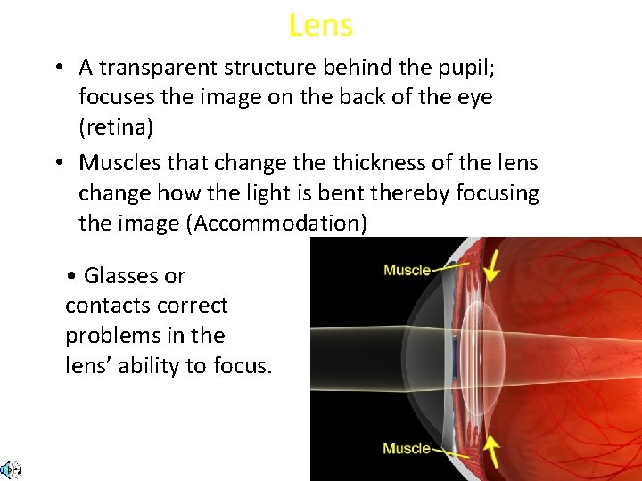 Lens • A transparent structure behind the pupil; focuses the image on the back