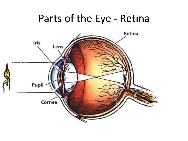 Parts of the Eye - Retina 