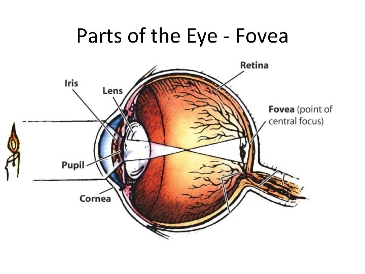 Parts of the Eye - Fovea 