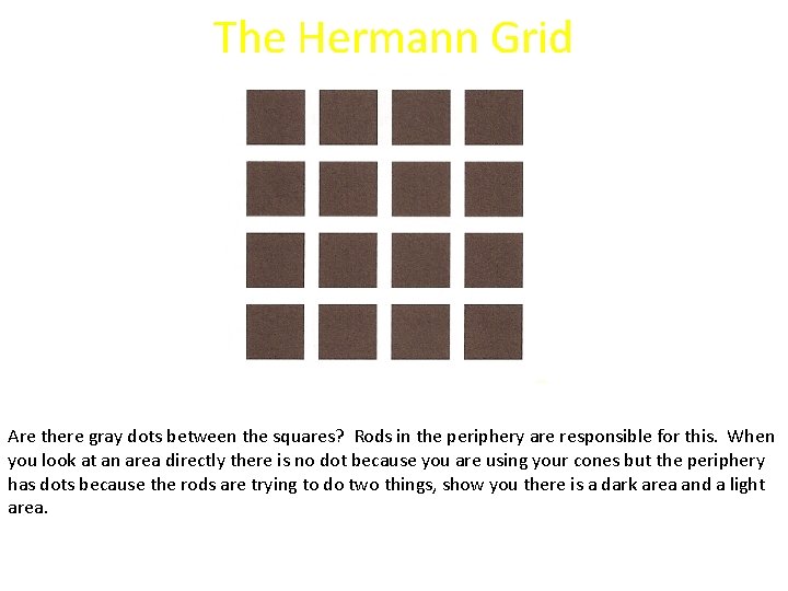 The Hermann Grid Are there gray dots between the squares? Rods in the periphery
