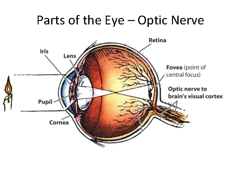 Parts of the Eye – Optic Nerve 