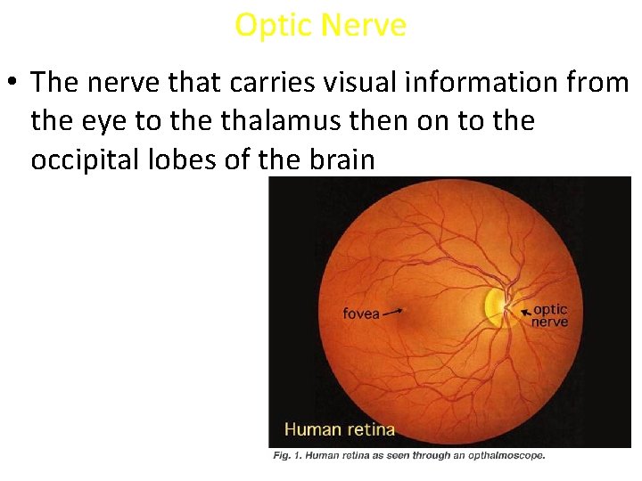 Optic Nerve • The nerve that carries visual information from the eye to the