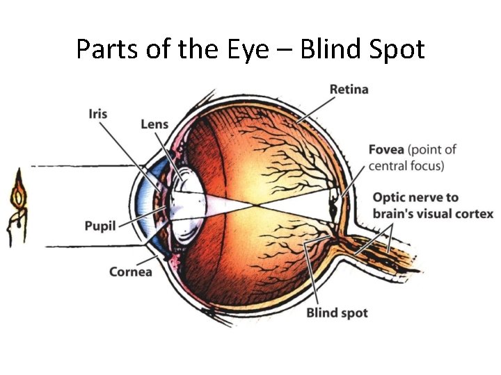 Parts of the Eye – Blind Spot 