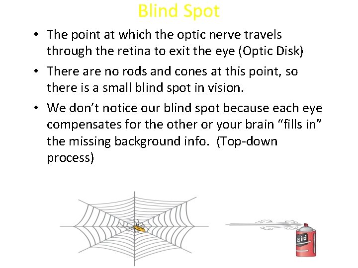 Blind Spot • The point at which the optic nerve travels through the retina