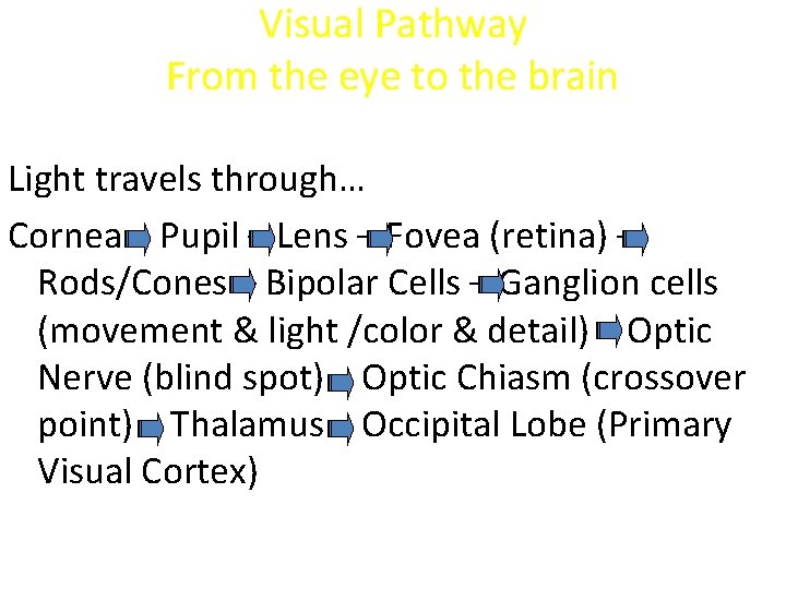 Visual Pathway From the eye to the brain Light travels through… Cornea – Pupil