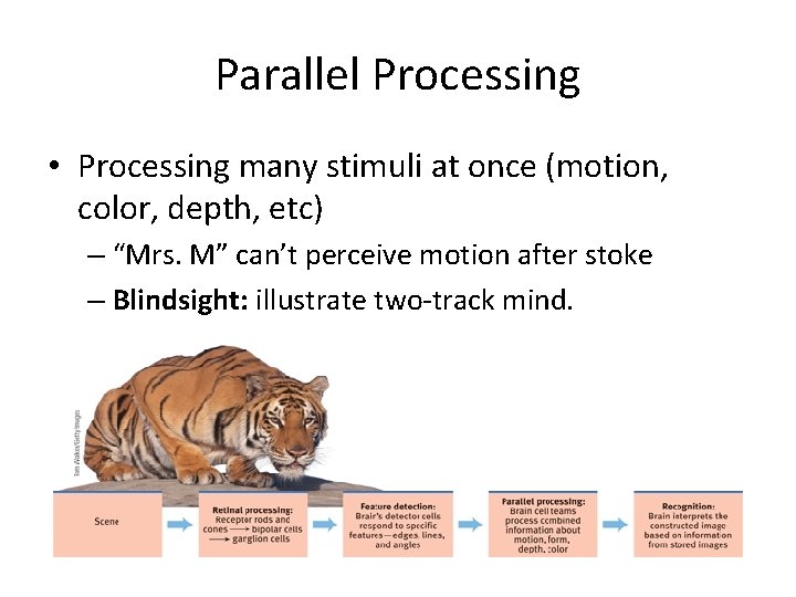 Parallel Processing • Processing many stimuli at once (motion, color, depth, etc) – “Mrs.