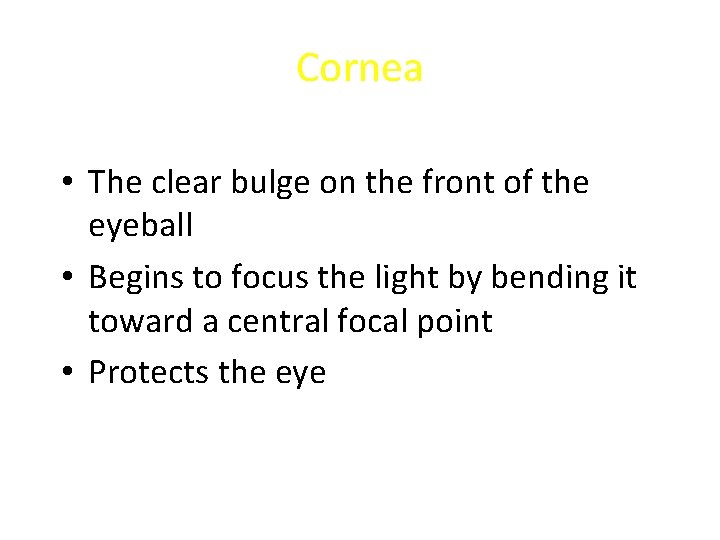 Cornea • The clear bulge on the front of the eyeball • Begins to