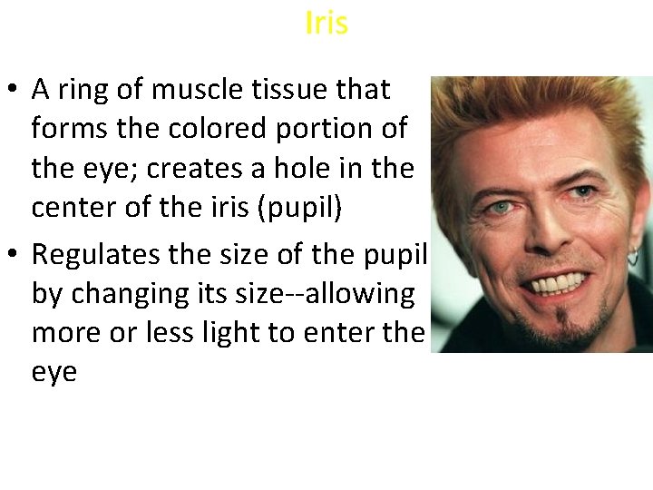 Iris • A ring of muscle tissue that forms the colored portion of the