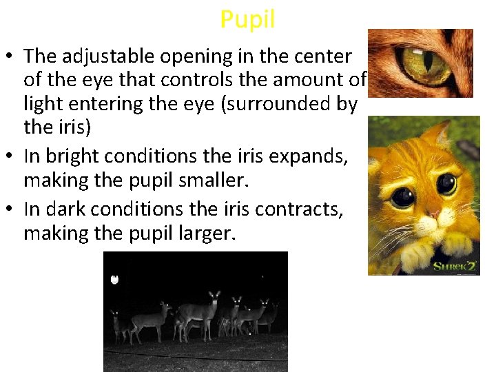 Pupil • The adjustable opening in the center of the eye that controls the