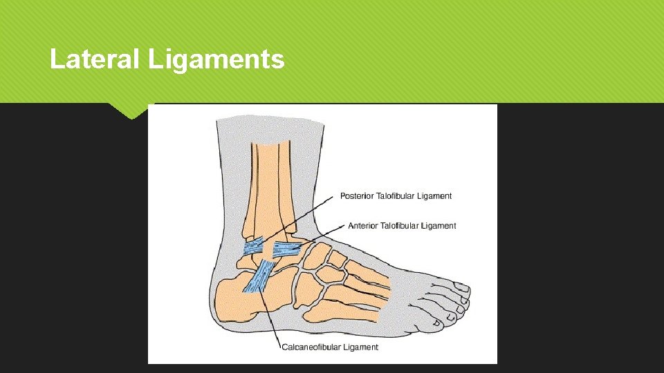 Lateral Ligaments 