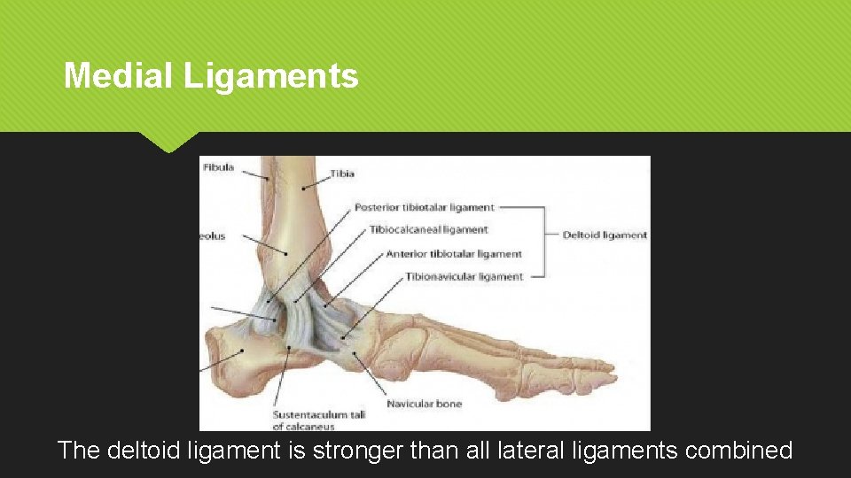 Medial Ligaments The deltoid ligament is stronger than all lateral ligaments combined 