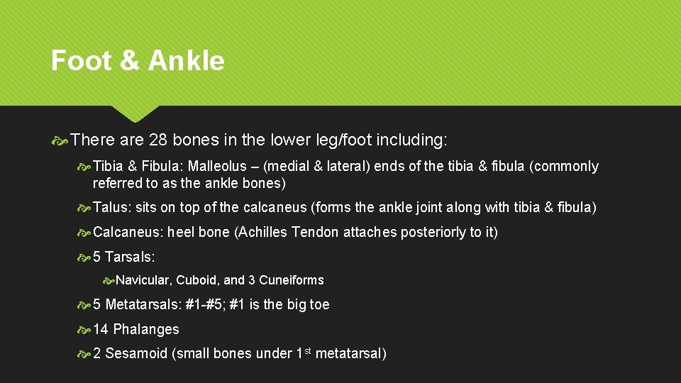 Foot & Ankle There are 28 bones in the lower leg/foot including: Tibia &