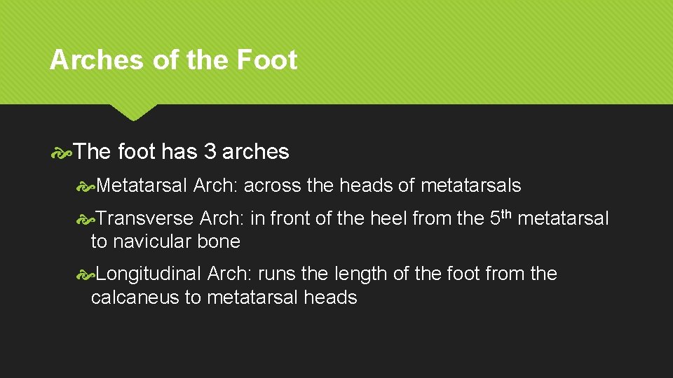 Arches of the Foot The foot has 3 arches Metatarsal Arch: across the heads