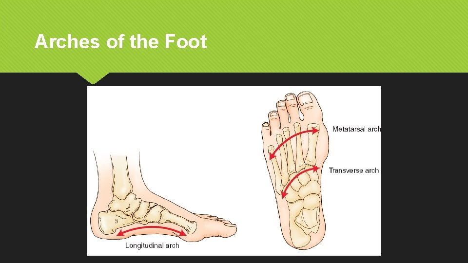 Arches of the Foot 