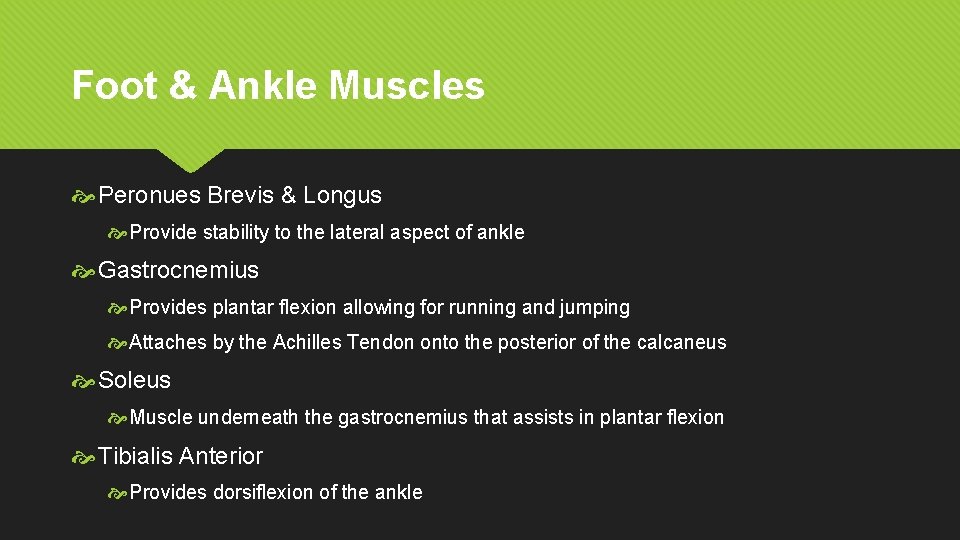 Foot & Ankle Muscles Peronues Brevis & Longus Provide stability to the lateral aspect