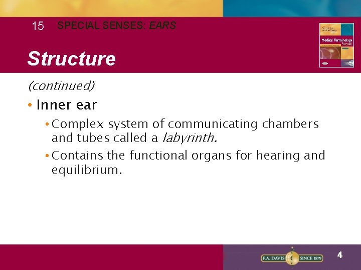 15 SPECIAL SENSES: EARS Structure (continued) • Inner ear • Complex system of communicating