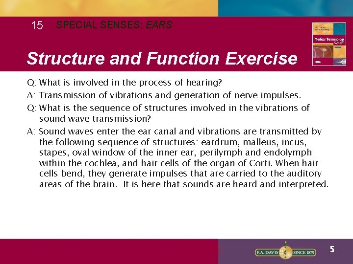 15 SPECIAL SENSES: EARS Structure and Function Exercise Q: What is involved in the