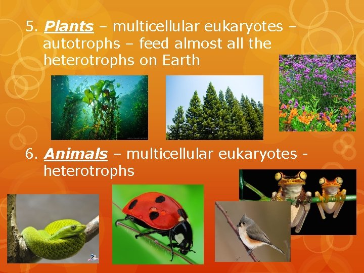 5. Plants – multicellular eukaryotes – autotrophs – feed almost all the heterotrophs on