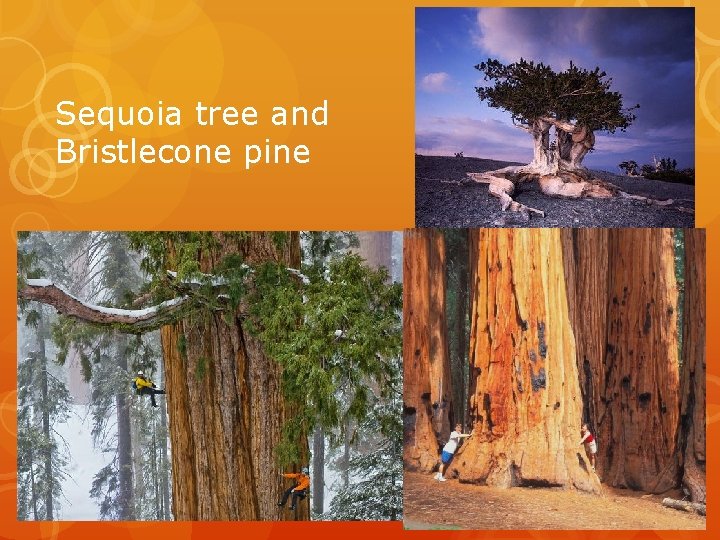 Sequoia tree and Bristlecone pine 