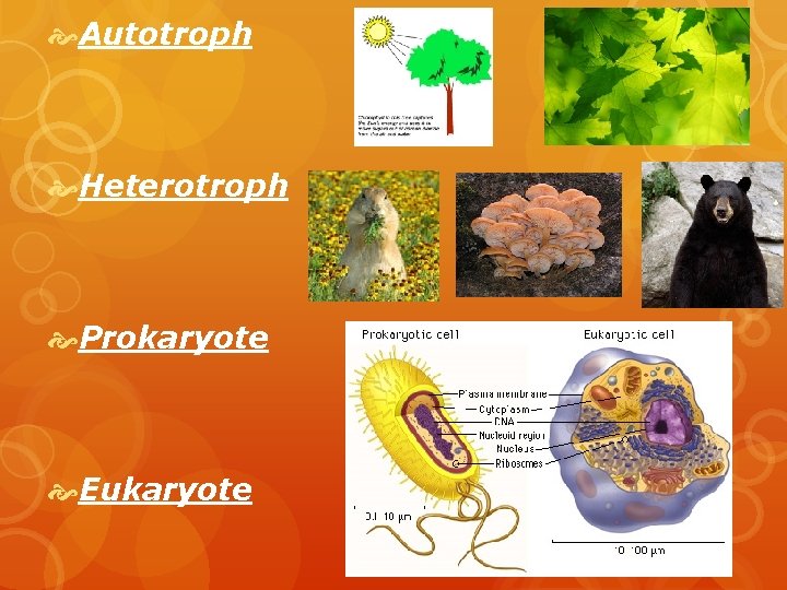  Autotroph Heterotroph Prokaryote Eukaryote 