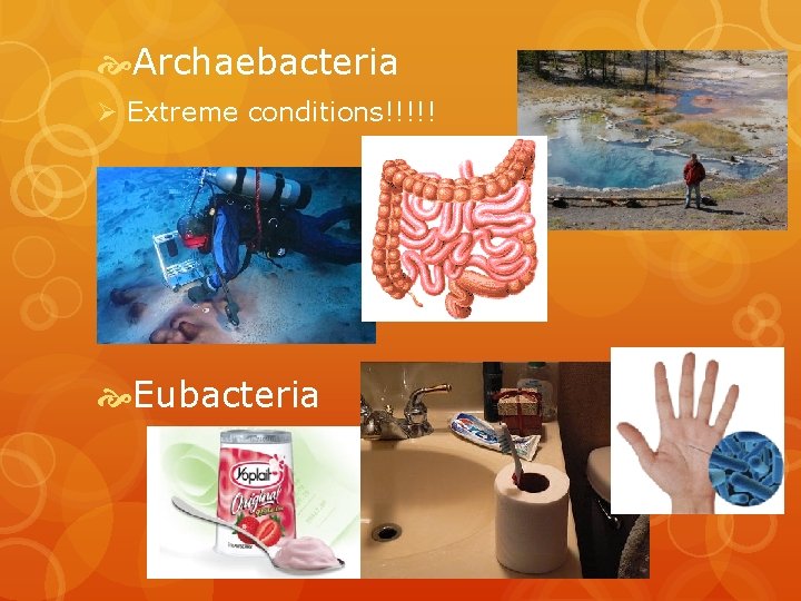  Archaebacteria Ø Extreme conditions!!!!! Eubacteria 