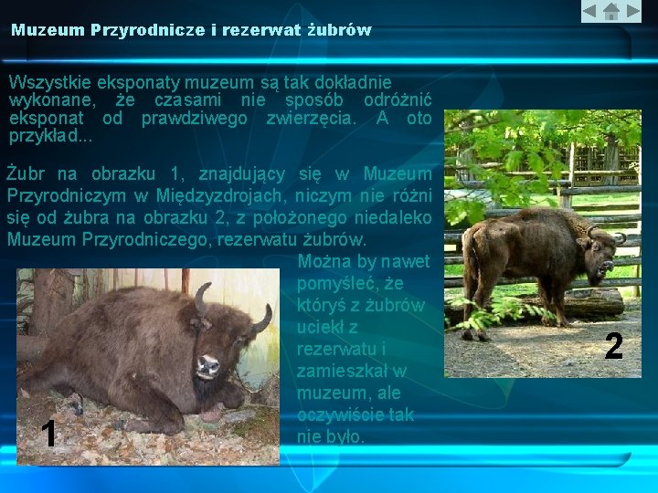 Muzeum Przyrodnicze i rezerwat żubrów Wszystkie eksponaty muzeum są tak dokładnie wykonane, że czasami