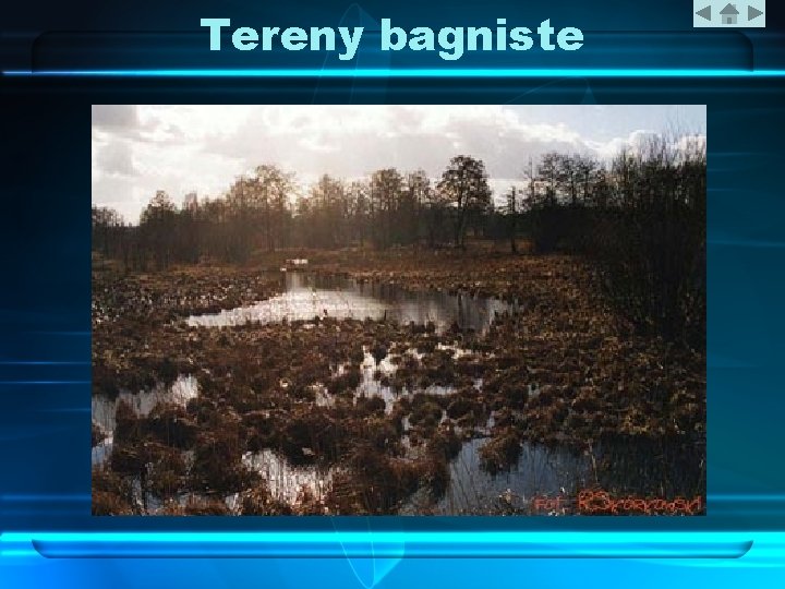 Tereny bagniste 