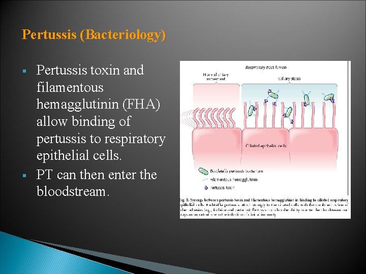 Pertussis (Bacteriology) § § Pertussis toxin and filamentous hemagglutinin (FHA) allow binding of pertussis Pertussis (Bacteriology) § § Pertussis toxin and filamentous hemagglutinin (FHA) allow binding of pertussis