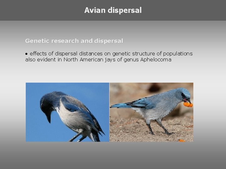 Avian dispersal Genetic research and dispersal • effects of dispersal distances on genetic structure Avian dispersal Genetic research and dispersal • effects of dispersal distances on genetic structure
