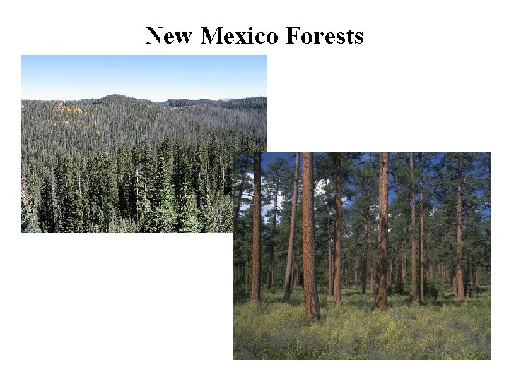 New Mexico Forests 