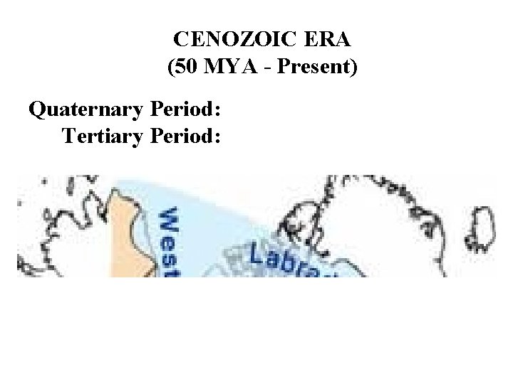 CENOZOIC ERA (50 MYA - Present) Quaternary Period: Tertiary Period: 