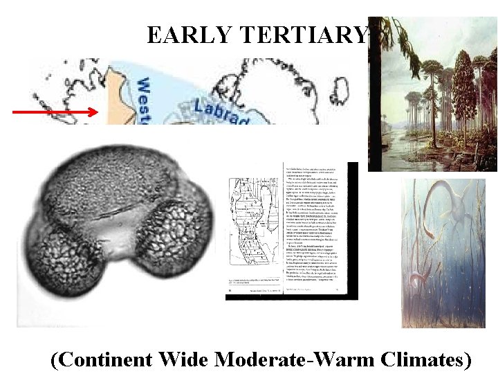 EARLY TERTIARY (Continent Wide Moderate-Warm Climates) 