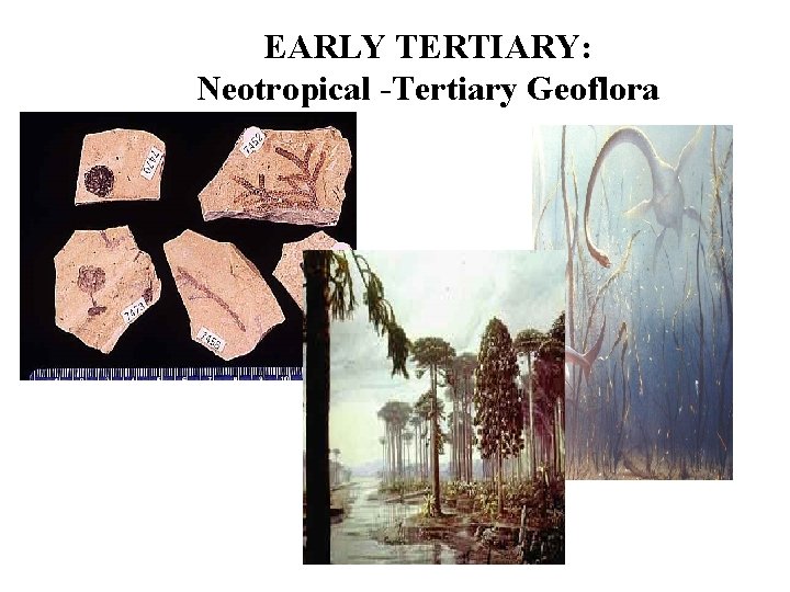 EARLY TERTIARY: Neotropical -Tertiary Geoflora 