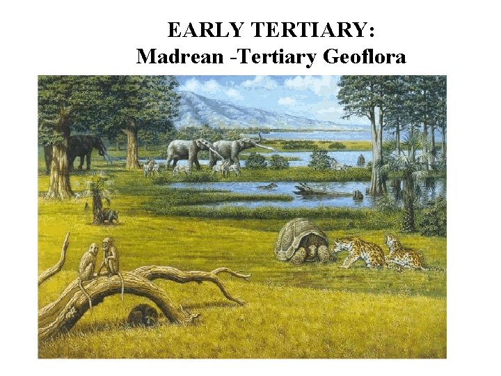 EARLY TERTIARY: Madrean -Tertiary Geoflora 