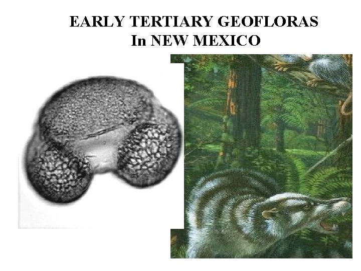 EARLY TERTIARY GEOFLORAS In NEW MEXICO 